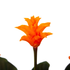 Calathea Crocata - Eeuwige Vlam - P15 H45 - Kamerplant -Botanische Tuin calathea crocata eeuwige vlam p15 h45 4