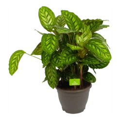 Calathea Flamestar - Schaduwplant - P32 H80 - Kamerplant