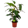 Calathea Maui Queen - Livingplant - P17 H70 - Kamerplant