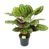 Calathea Mysty - Livingplant - P27 H80 - Kamerplant