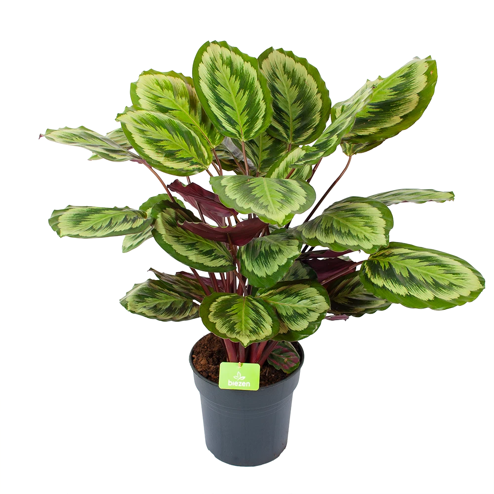Calathea Mysty - Livingplant - P27 H80 - Kamerplant 1 Calathea Mysty - Livingplant - P27 H80 - Kamerplant
