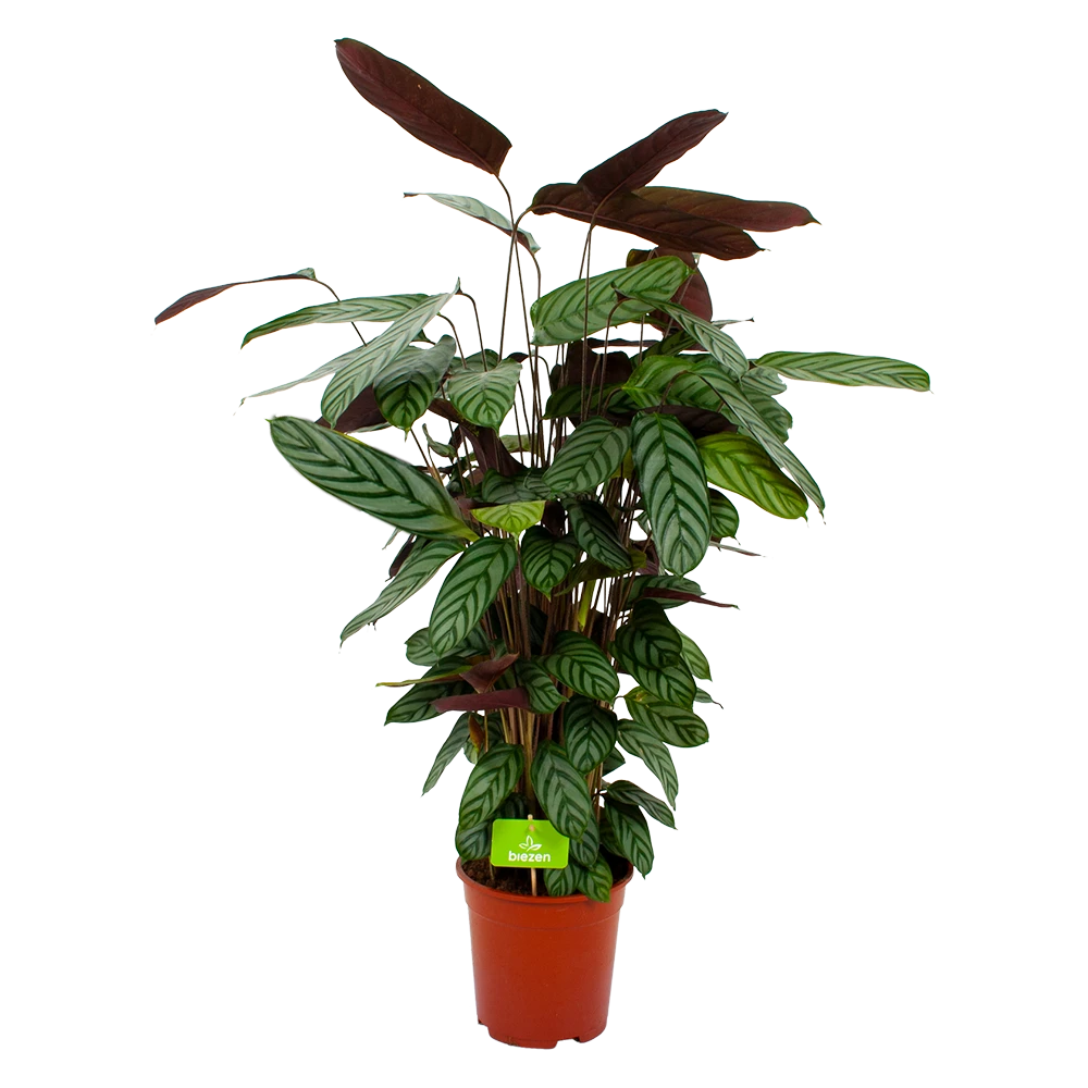 Calathea Oppenheimiana - Pauwenplant - P21 H105 - Kamerplant 1 Calathea Oppenheimiana - Pauwenplant - P21 H105 - Kamerplant