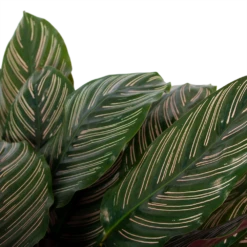 Calathea Ornata - Livingplant - P27 H80 - Kamerplant -Botanische Tuin calathea ornata livingplant p27 h80 6 3