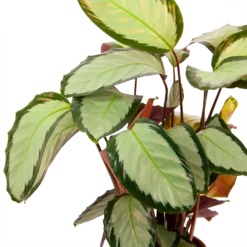 Calathea Picturata - Livingplant - P17 H65 - Kamerplant -Botanische Tuin calathea picturata livingplant p17 h65 6