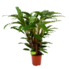 Calathea Rufibarba Bluegrass - Schaduwplant - P21 H85 - Kamerplant