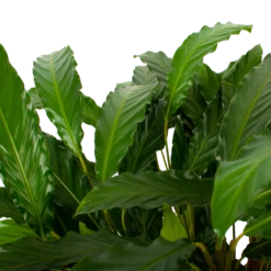 Calathea Rufibarba Bluegrass - Schaduwplant - P21 H85 - Kamerplant -Botanische Tuin calathea rufibarba bluegrass schaduwplant p21 h85 5