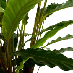 Calathea Rufibarba Bluegrass - Schaduwplant - P21 H85 - Kamerplant -Botanische Tuin calathea rufibarba bluegrass schaduwplant p21 h85 6