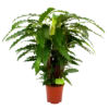 Calathea Rufibarba Bluegrass - Pauwenplant - P21 H105 - Kamerplant