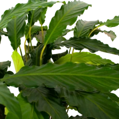 Voorkant -Botanische Tuin calathea rufibarba mirosha pauwenplant p21 h105 5