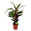 Calathea Rufibarba Wavestar - Pauwenplant - P19 H75 - Kamerplant