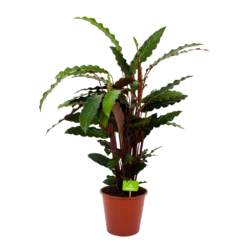 Calathea Rufibarba Wavestar - Pauwenplant - P19 H75 - Kamerplant