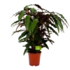 Calathea Rufibarba Wavestar - Pauwenplant - P21 H85 - Kamerplant