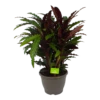 Calathea Rufibarba Wavestar - Pauwenplant - P32 H80 - Kamerplant