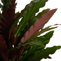 Calathea Rufibarba Wavestar - Pauwenplant - P32 H80 - Kamerplant -Botanische Tuin calathea rufibarba wavestar pauwenplant p32 h80 4