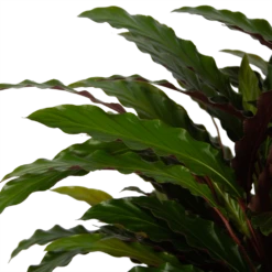 Calathea Rufibarba Wavestar - Pauwenplant - P32 H80 - Kamerplant -Botanische Tuin calathea rufibarba wavestar pauwenplant p32 h80 5