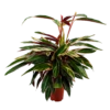 Calathea Stromante Triostar - Schaduwplant - P21 H105 - Kamerplant