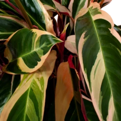 Calathea Stromante Triostar - Schaduwplant - P21 H105 - Kamerplant -Botanische Tuin calathea stromante triostar schaduwplant p21 h105 5