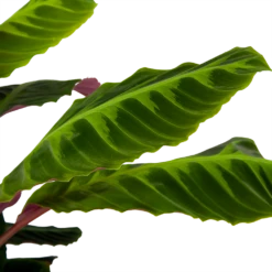 Calathea Warcewiczii - Livingplant - P21 H75 - Kamerplant -Botanische Tuin calathea warcewiczii livingplant p21 h75 6 1