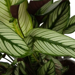 Calathea Whitestar - Schaduwplant - P32 H80 - Kamerplant -Botanische Tuin calathea whitestar schaduwplant p32 h80 6