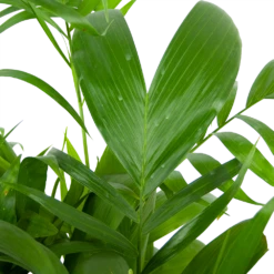 Chamaedorea Seifrizii - Bergpalm - P24 H100 - Kamerplant -Botanische Tuin chamaedorea seifrizii bergpalm p24 h100 5