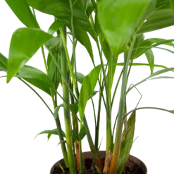 Chamaedorea Seifrizii - Bergpalm - P24 H100 - Kamerplant -Botanische Tuin chamaedorea seifrizii bergpalm p24 h100 6