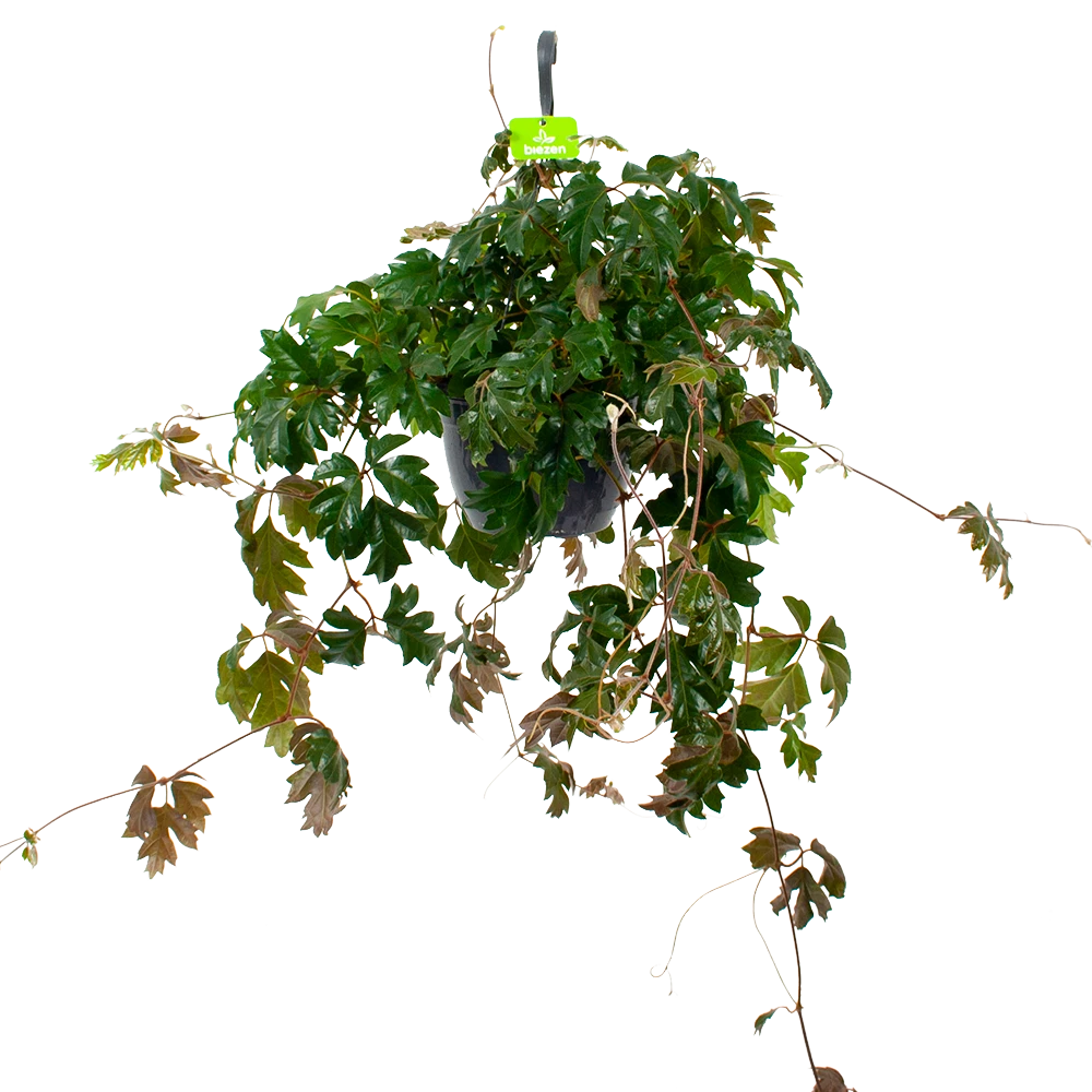 Cissus Rhombifolia - Kamerwijnstok - In Hangpot - P20 H40 - Kamerplant 1 Cissus Rhombifolia - Kamerwijnstok - In Hangpot - P20 H40 - Kamerplant