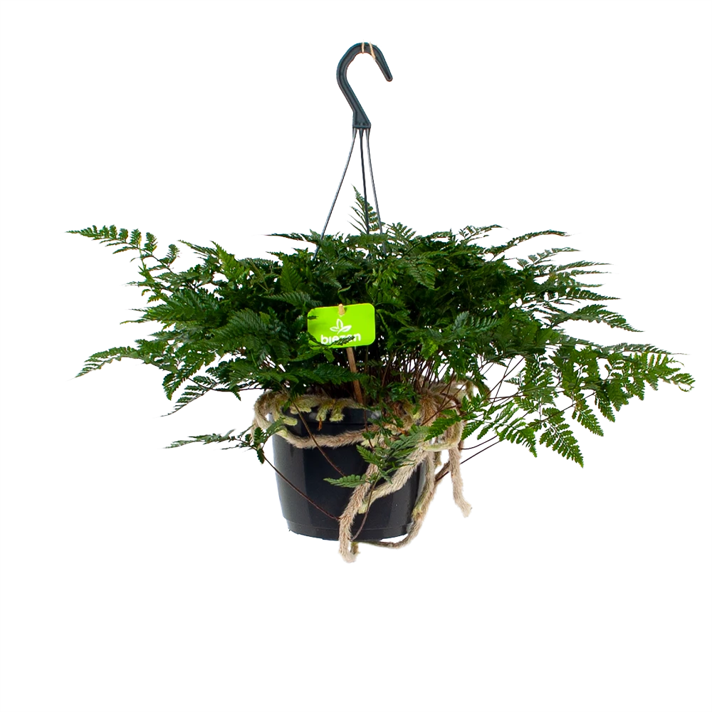 Davallia Teyermannii - In Hangpot - P17 H30 - Kamerplant 1 Davallia Teyermannii - In Hangpot - P17 H30 - Kamerplant