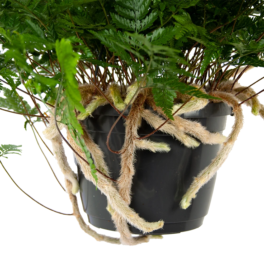 Davallia Teyermannii - In Hangpot - P17 H30 - Kamerplant 2 Davallia Teyermannii - In Hangpot - P17 H30 - Kamerplant - Afbeelding 2