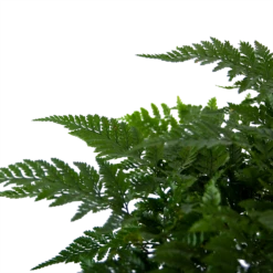 Davallia Teyermannii - In Hangpot - P17 H30 - Kamerplant 6 Davallia Teyermannii - In Hangpot - P17 H30 - Kamerplant -Botanische Tuin davallia teyermannii in hangpot p17 h30 6