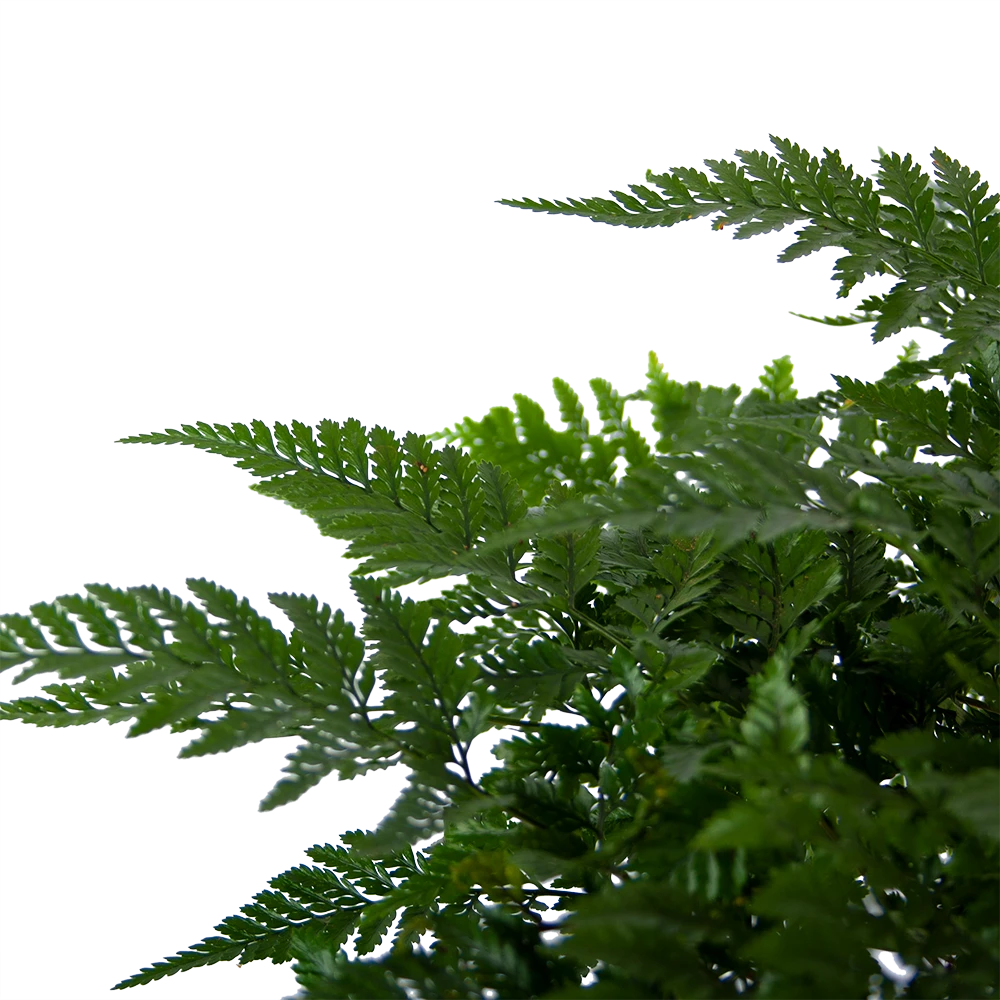 Davallia Teyermannii - In Hangpot - P17 H30 - Kamerplant 3 Davallia Teyermannii - In Hangpot - P17 H30 - Kamerplant - Afbeelding 3