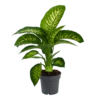 Dieffenbachia Seguine 'Reeva' - P19 H60 - Kamerplant