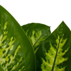Dieffenbachia Seguine 'Reeva' - P19 H60 - Kamerplant -Botanische Tuin dieffenbachia seguine reeva p19 h60 6