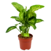 Dieffenbachia Seguine 'Reeva' - P24 H90 - Kamerplant
