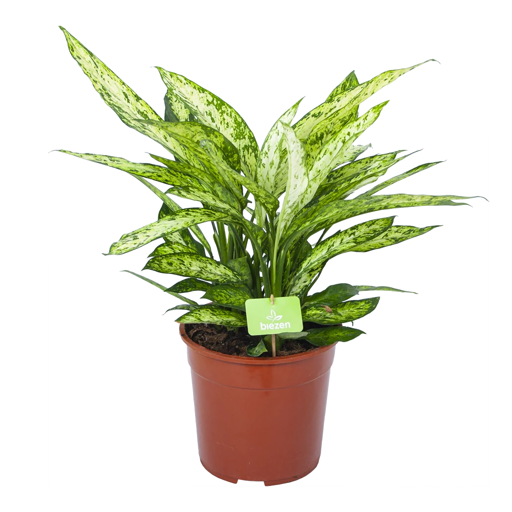 Dieffenbachia Vesuvius - P27 H70 - Kamerplant 1 Dieffenbachia Vesuvius - P27 H70 - Kamerplant