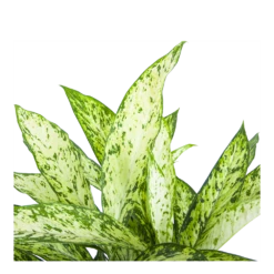 Dieffenbachia Vesuvius - P27 H70 - Kamerplant 6 Dieffenbachia Vesuvius - P27 H70 - Kamerplant -Botanische Tuin dieffenbachia vesuvius p27 h70 6