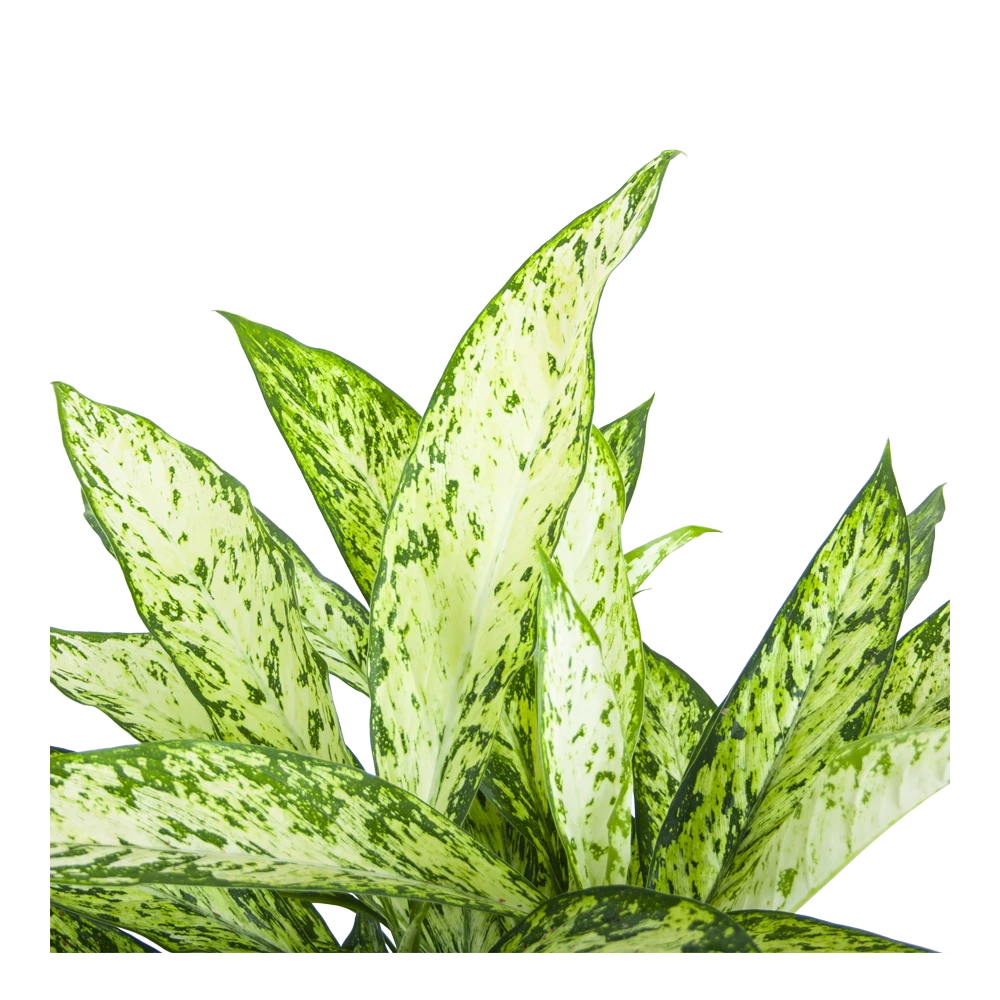 Dieffenbachia Vesuvius - P27 H70 - Kamerplant 3 Dieffenbachia Vesuvius - P27 H70 - Kamerplant - Afbeelding 3