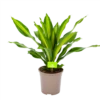 Dracaena Burley - Drakenbloedboom - P24 H90 - Kamerplant