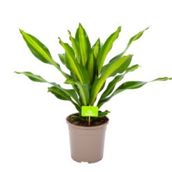 Dracaena Burley - Drakenbloedboom - P24 H90 - Kamerplant