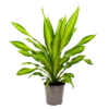 Dracaena Charley - Drakenbloedboom - P24 H95 - Kamerplant