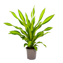 Dracaena Charley - Drakenbloedboom - P24 H95 - Kamerplant 7 Dracaena Charley - Drakenbloedboom - P24 H95 - Kamerplant -Botanische Tuin dracaena charley drakenbloedboom p24 h95 2