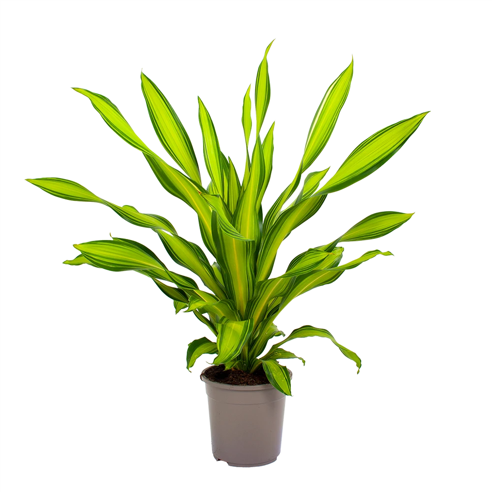 Dracaena Charley - Drakenbloedboom - P24 H95 - Kamerplant 2 Dracaena Charley - Drakenbloedboom - P24 H95 - Kamerplant - Afbeelding 2