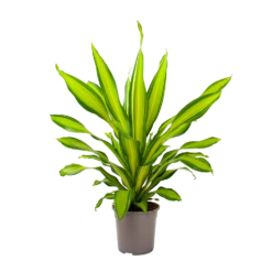 Dracaena Charley - Drakenbloedboom - P24 H95 - Kamerplant 8 Dracaena Charley - Drakenbloedboom - P24 H95 - Kamerplant -Botanische Tuin dracaena charley drakenbloedboom p24 h95 3