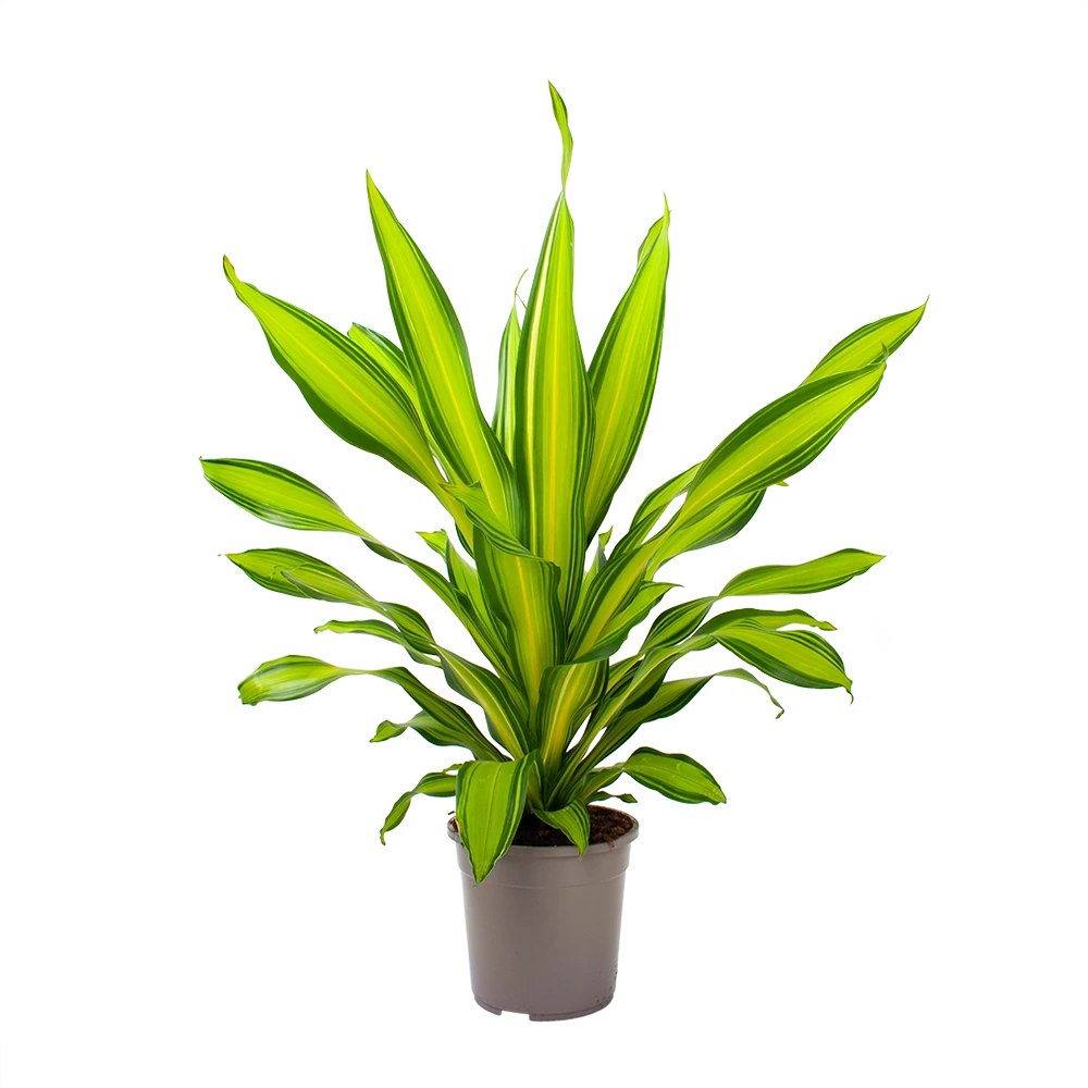 Dracaena Charley - Drakenbloedboom - P24 H95 - Kamerplant 3 Dracaena Charley - Drakenbloedboom - P24 H95 - Kamerplant - Afbeelding 3