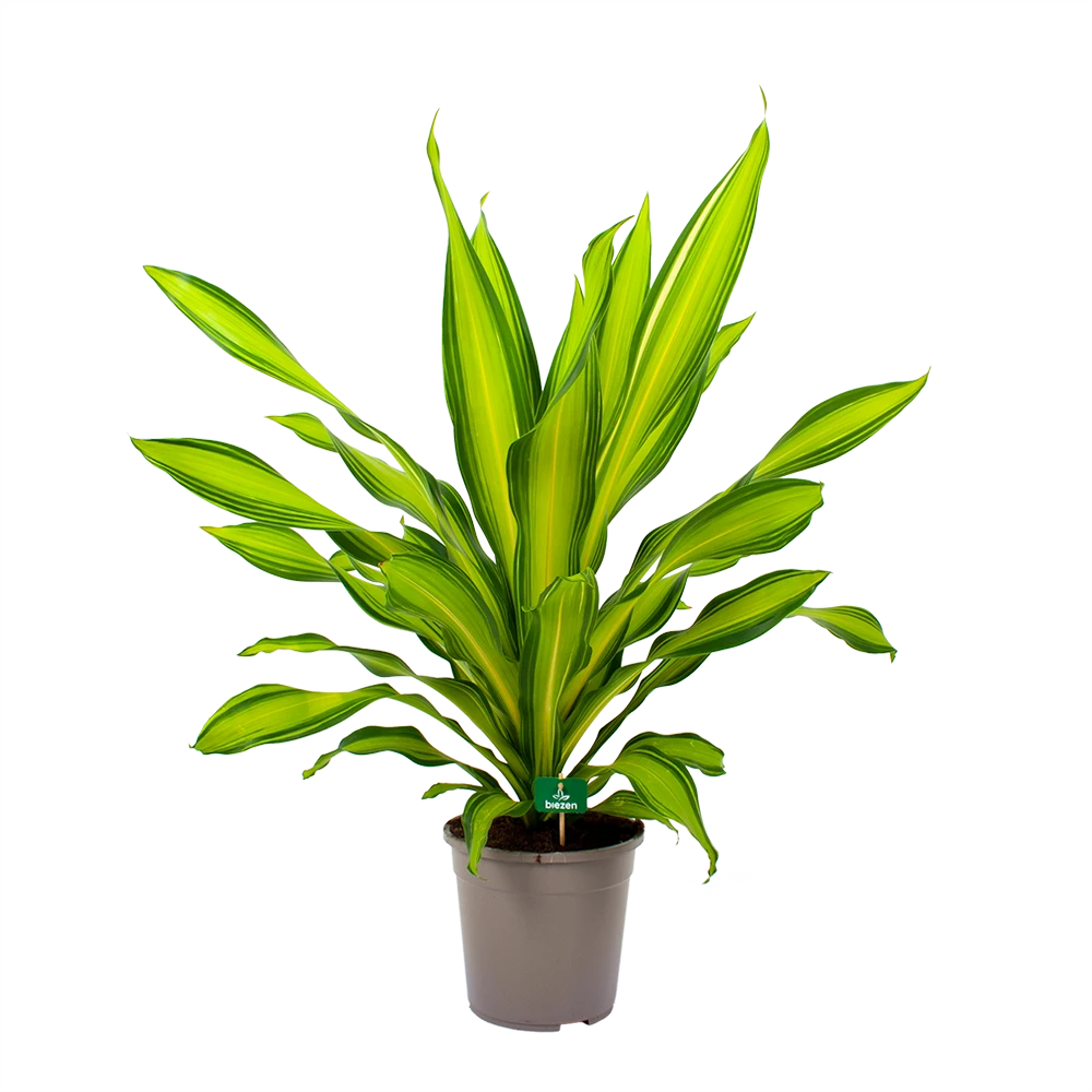 Dracaena Charley - Drakenbloedboom - P24 H95 - Kamerplant 4 Dracaena Charley - Drakenbloedboom - P24 H95 - Kamerplant - Afbeelding 4