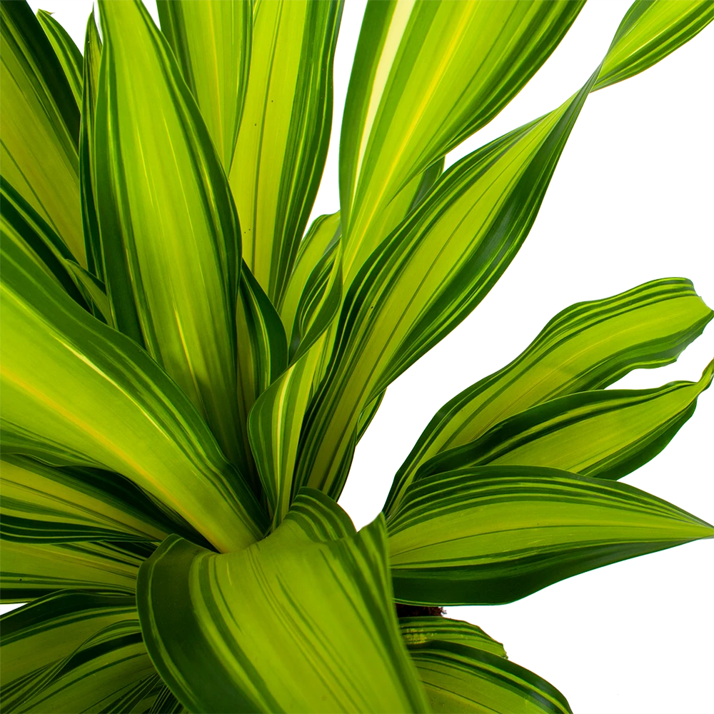 Dracaena Charley - Drakenbloedboom - P24 H95 - Kamerplant 5 Dracaena Charley - Drakenbloedboom - P24 H95 - Kamerplant - Afbeelding 5