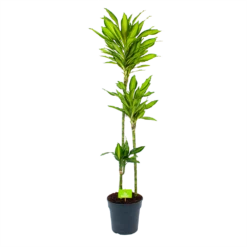 Dracaena Cintho - Op Stam - Drakenbloedboom - P24 H150 - Kamerplant