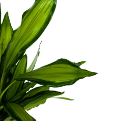 Dracaena Cintho - Op Stam - Drakenbloedboom - P24 H150 - Kamerplant -Botanische Tuin dracaena cintho op stam drakenbloedboom p24 h150 6 1