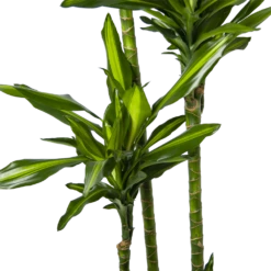 Dracaena Cintho - Op Stam - Drakenbloedboom - P27 H190 - Kamerplant -Botanische Tuin dracaena cintho op stam drakenbloedboom p27 h190 6
