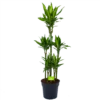 Dracaena Cintho - Op Stam - Drakenbloedboom - P31 H150 - Kamerplant