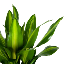 Dracaena Cintho - Op Stam - Drakenbloedboom - P31 H150 - Kamerplant 6 Dracaena Cintho - Op Stam - Drakenbloedboom - P31 H150 - Kamerplant -Botanische Tuin dracaena cintho op stam drakenbloedboom p31 h150 6 1
